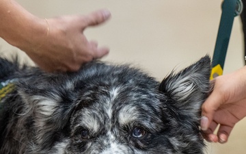 Hope Dogs: Furry Friends at McConnell