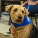 Hope Dogs: Furry Friends at McConnell