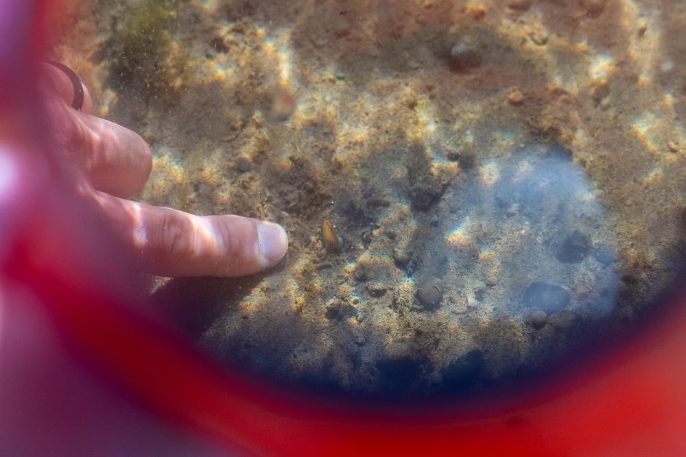 Mussel Reintroduction in the Cuyahoga River