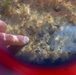 Mussel Reintroduction in the Cuyahoga River