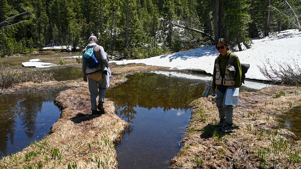 Yosemite Toad Survey at Highland Lake