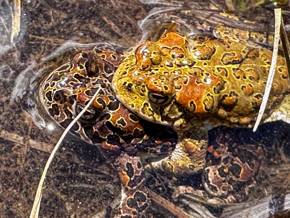 Yosemite Toad Survey at Highland Lake