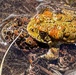 Yosemite Toad Survey at Highland Lake
