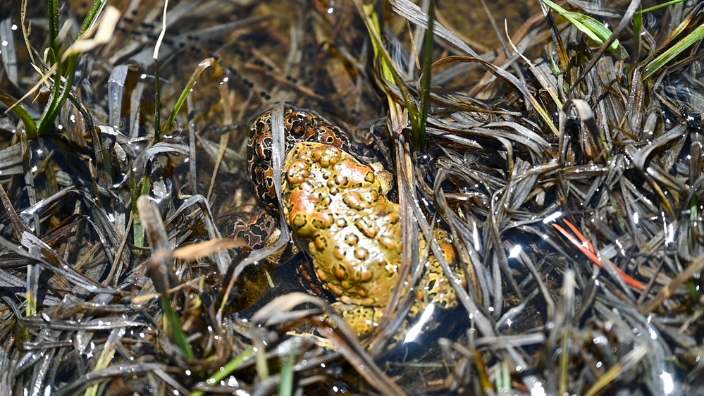 Yosemite Toad Survey at Highland Lake