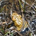 Yosemite Toad Survey at Highland Lake