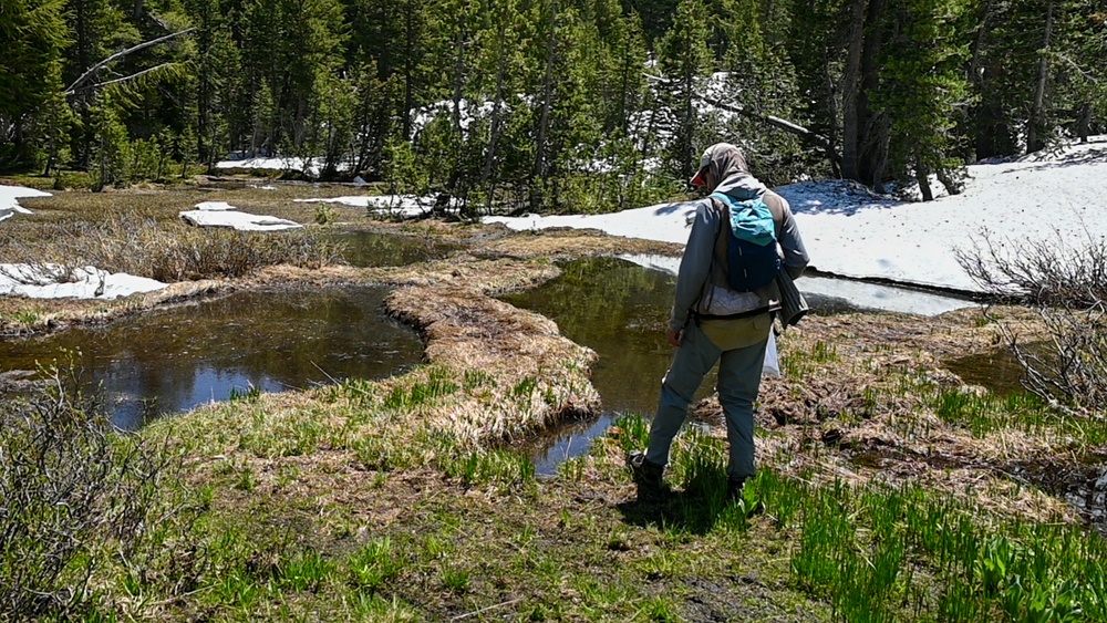 Yosemite Toad Survey at Highland Lake