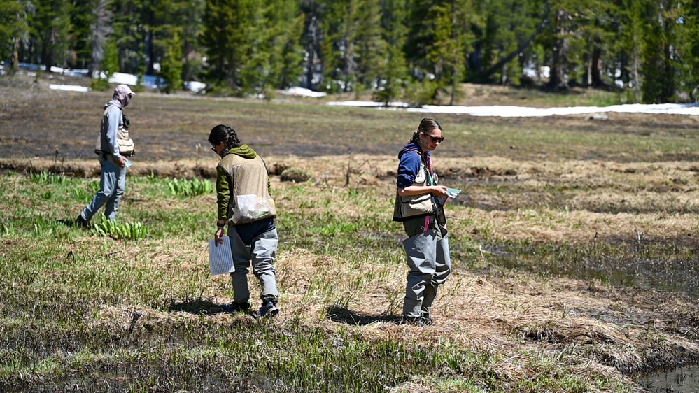 Yosemite Toad Survey at Highland Lake