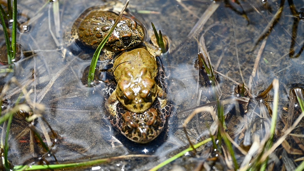 Yosemite Toad Survey at Highland Lake