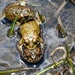 Yosemite Toad Survey at Highland Lake