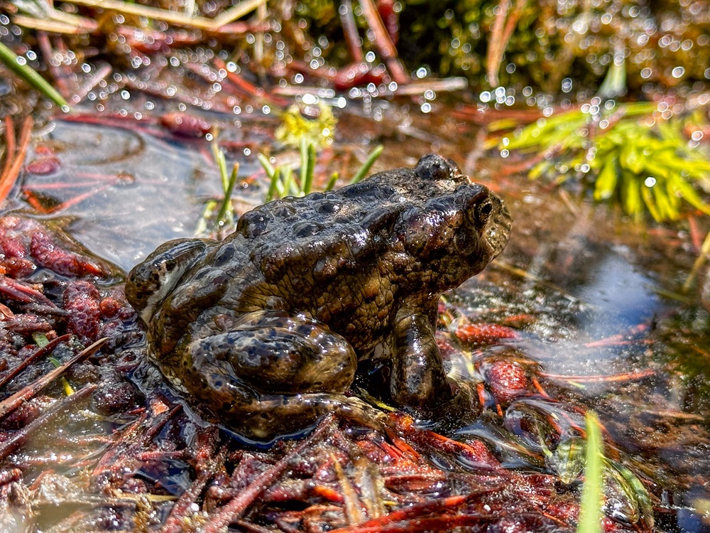 Yosemite Toad Survey at Highland Lake
