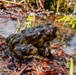 Yosemite Toad Survey at Highland Lake