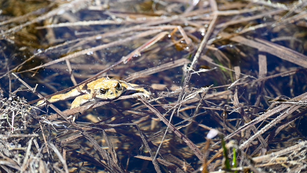 Yosemite Toad Survey at Highland Lake