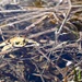 Yosemite Toad Survey at Highland Lake