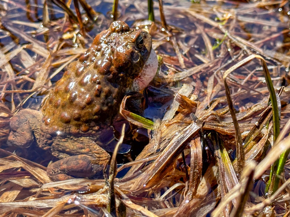 Yosemite Toad Survey at Highland Lake