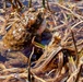 Yosemite Toad Survey at Highland Lake
