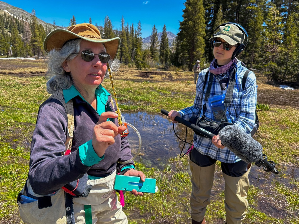 Yosemite Toad Survey at Highland Lake