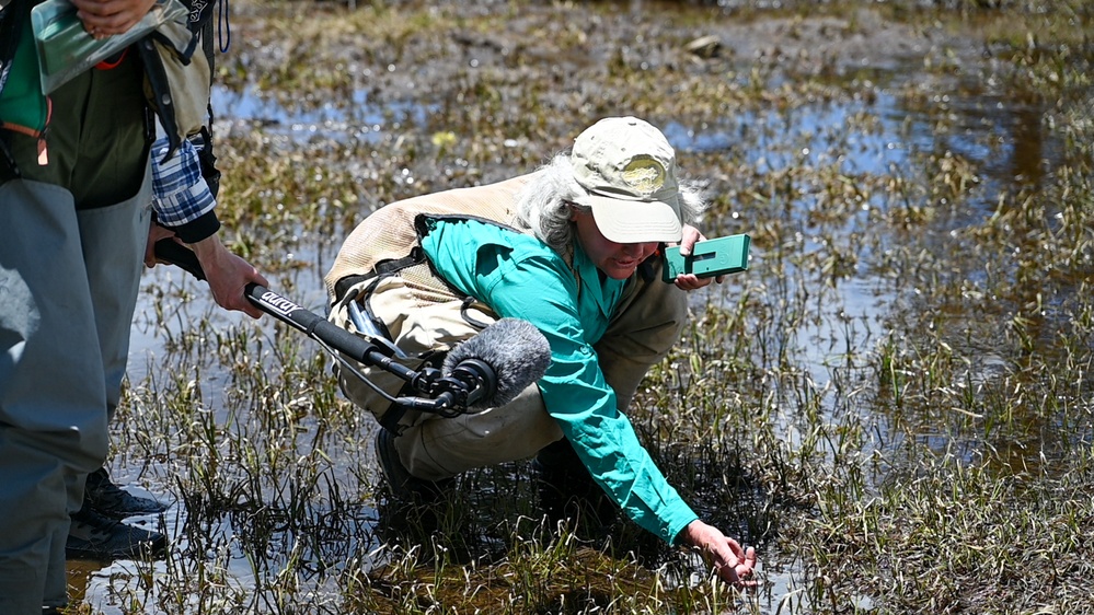 Yosemite Toad Survey at Highland Lake