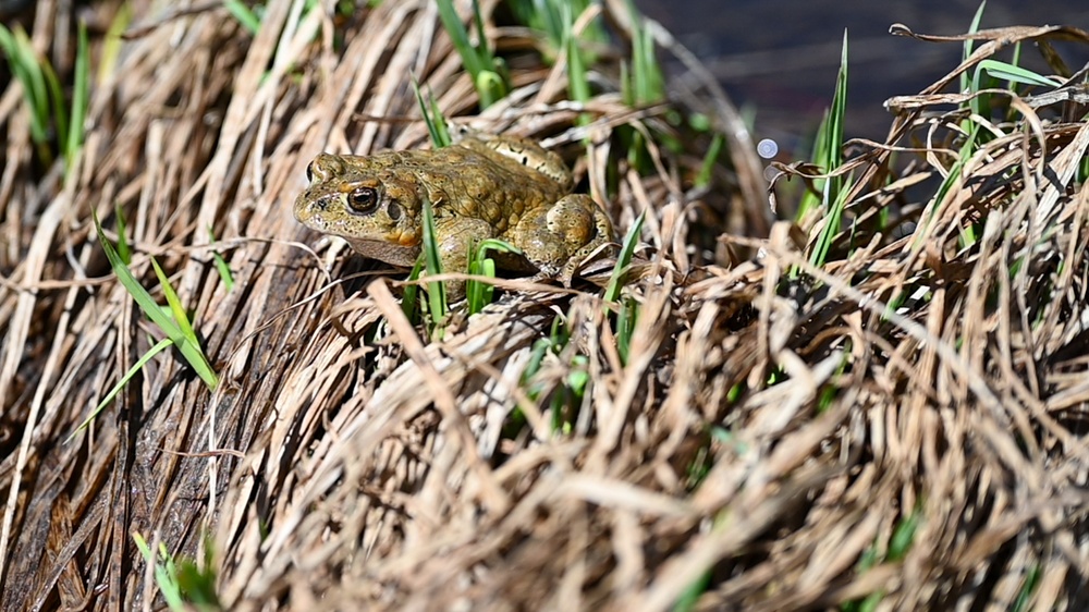 Yosemite Toad Survey at Highland Lake