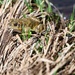 Yosemite Toad Survey at Highland Lake