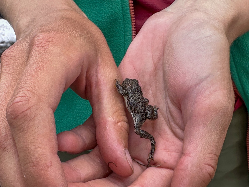Yosemite Toad Survey at Highland Lake