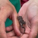 Yosemite Toad Survey at Highland Lake