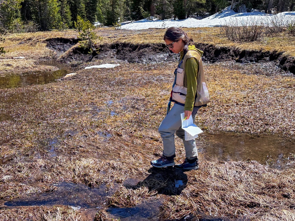 Yosemite Toad Survey at Highland Lake