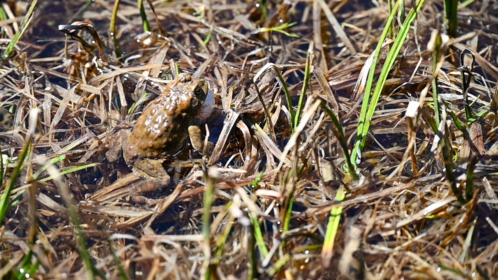 Yosemite Toad Survey at Highland Lake