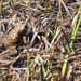 Yosemite Toad Survey at Highland Lake