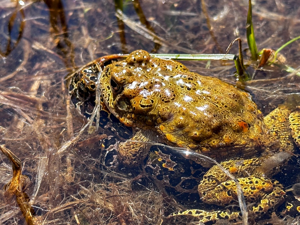 Yosemite Toad Survey at Highland Lake