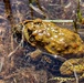 Yosemite Toad Survey at Highland Lake