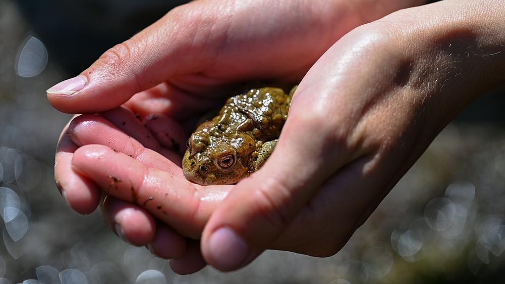 Yosemite Toad Survey at Highland Lake