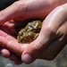 Yosemite Toad Survey at Highland Lake