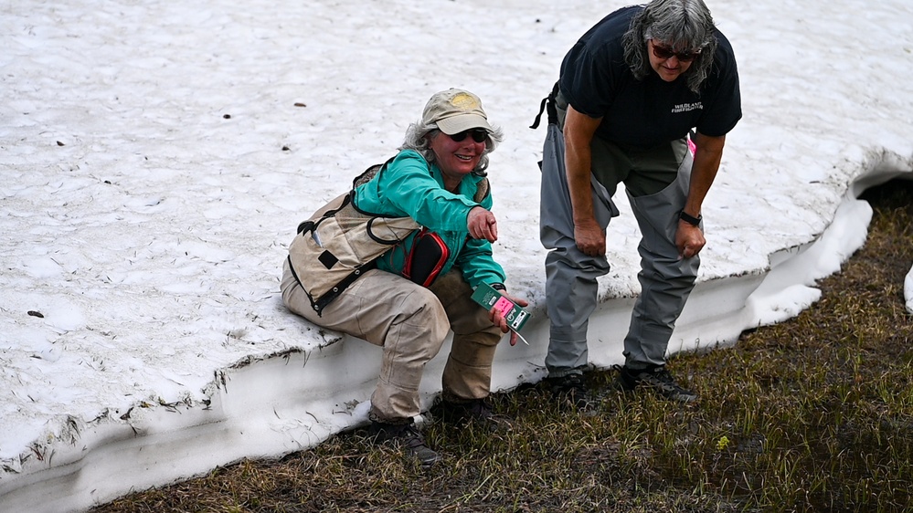 Yosemite Toad Survey at Highland Lake