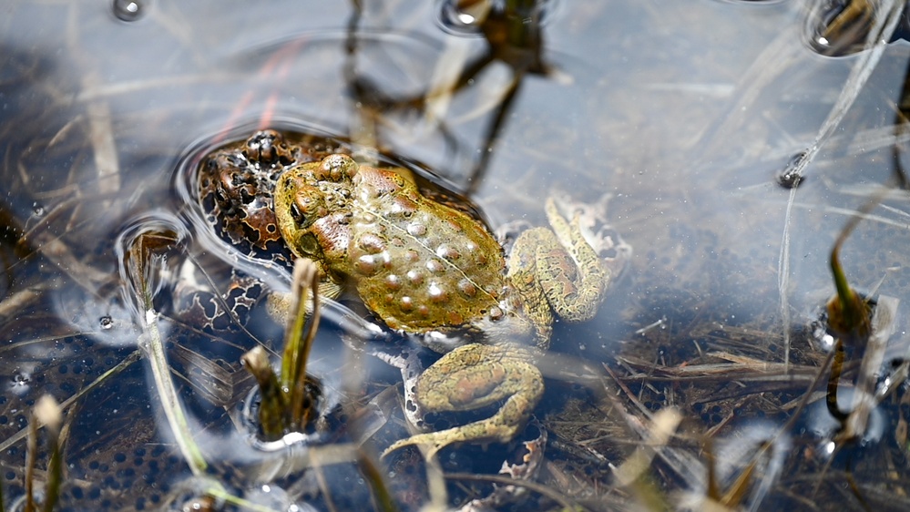 Yosemite Toad Survey at Highland Lake