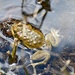 Yosemite Toad Survey at Highland Lake