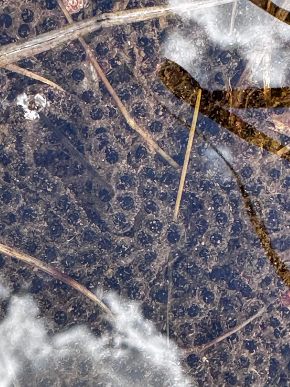 Yosemite Toad Survey at Highland Lake