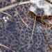 Yosemite Toad Survey at Highland Lake