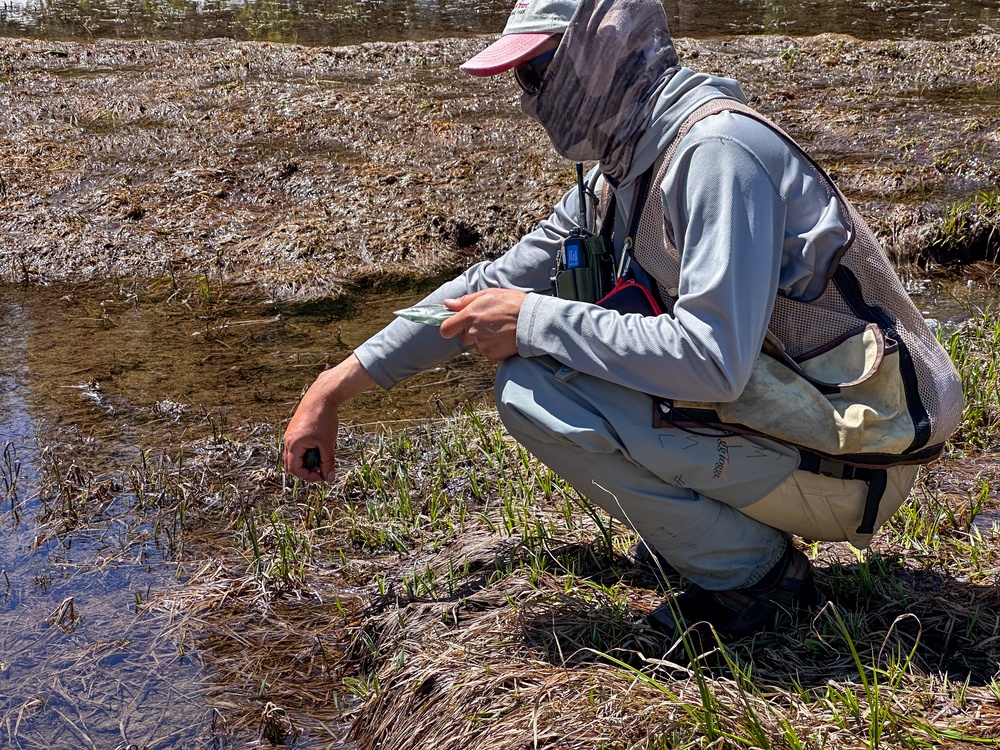 Yosemite Toad Survey at Highland Lake