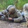 Sky Soldiers Sharpen Lethality and Expertise during Expert Badge Testing in Germany