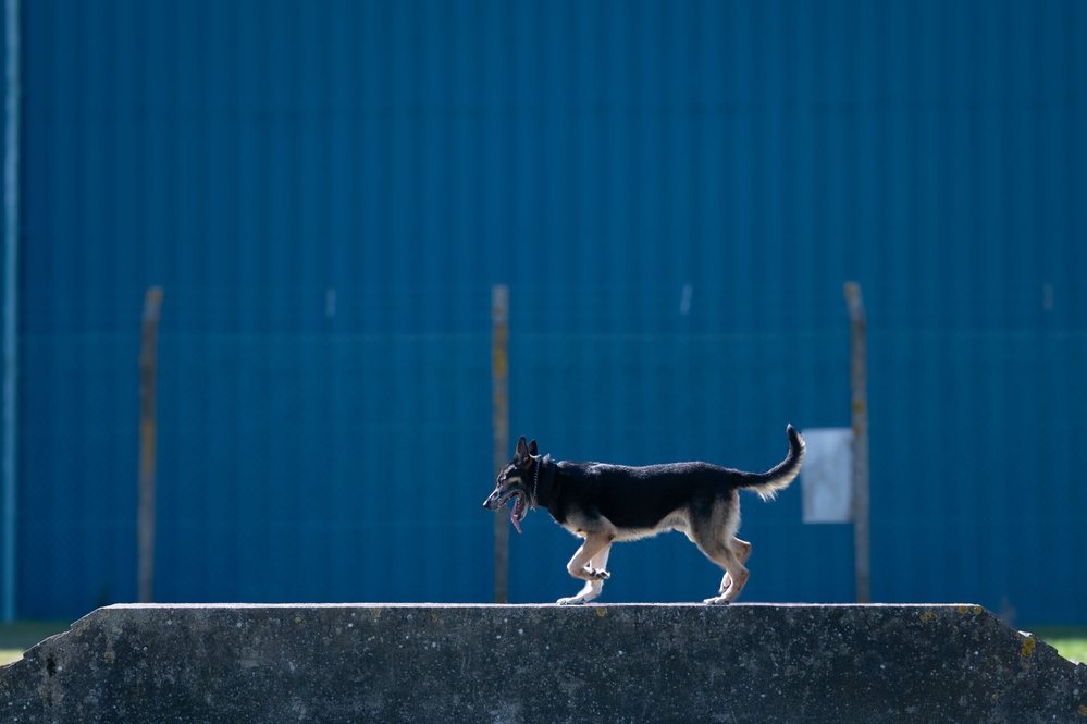 Killer K9s: 100th ARW Military Working Dogs Highlight