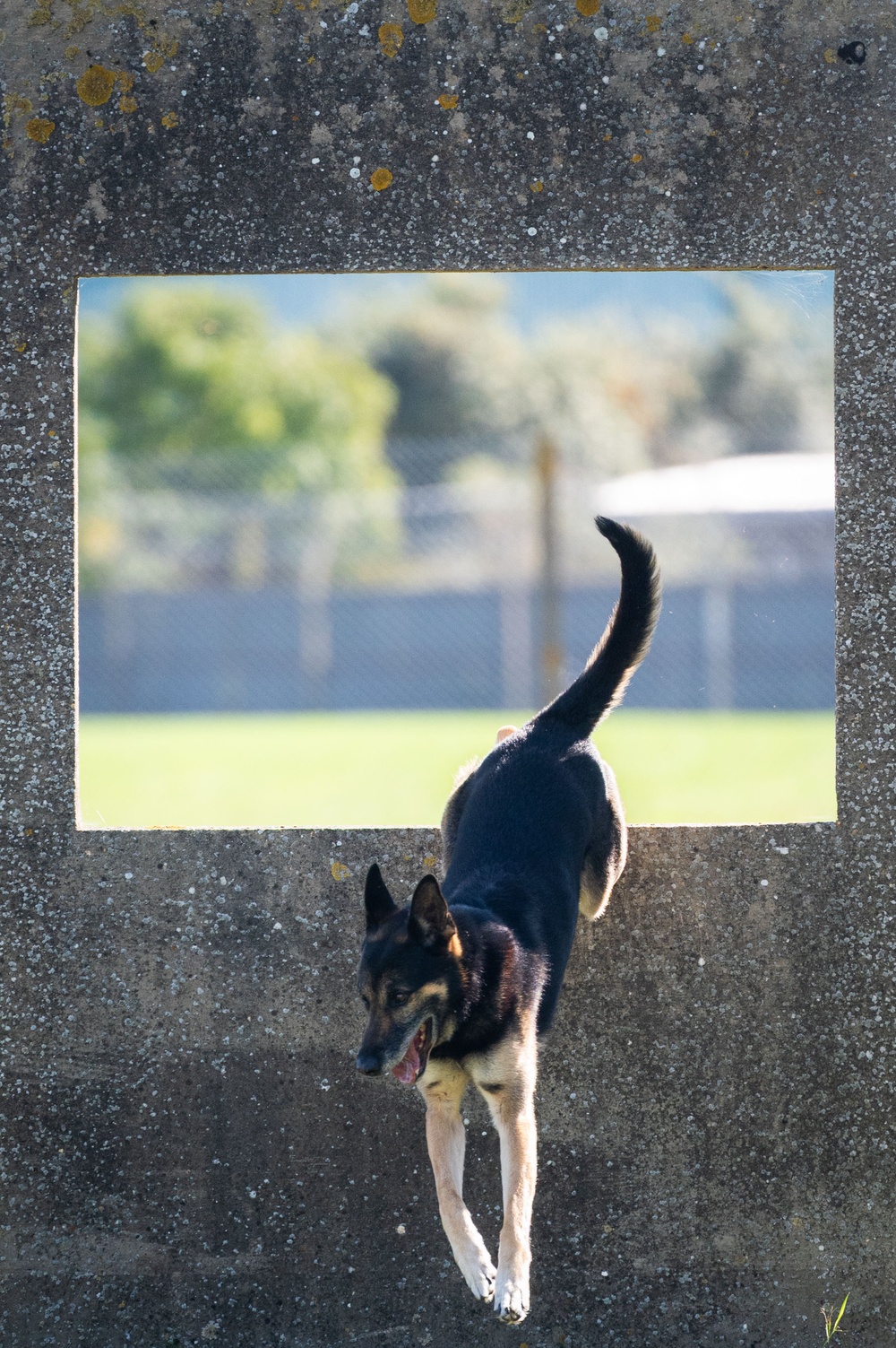 Killer K9s: 100th ARW Military Working Dogs Highlight
