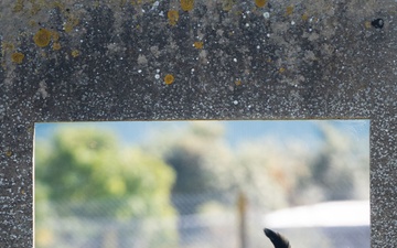 Killer K9s: 100th ARW Military Working Dogs Highlight