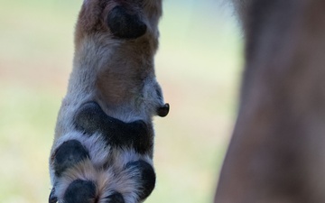 Killer K9s: 100th ARW Military Working Dogs Highlight