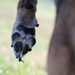 Killer K9s: 100th ARW Military Working Dogs Highlight