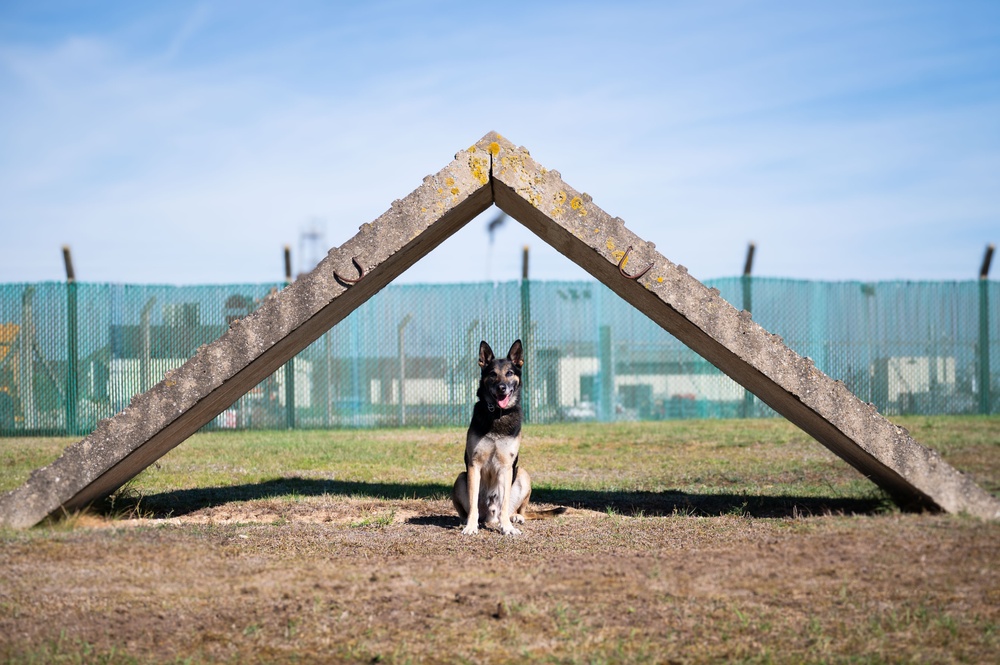 Killer K9s: 100th ARW Military Working Dogs Highlight