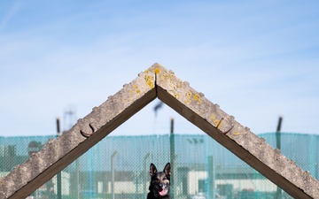 Killer K9s: 100th ARW Military Working Dogs Highlight
