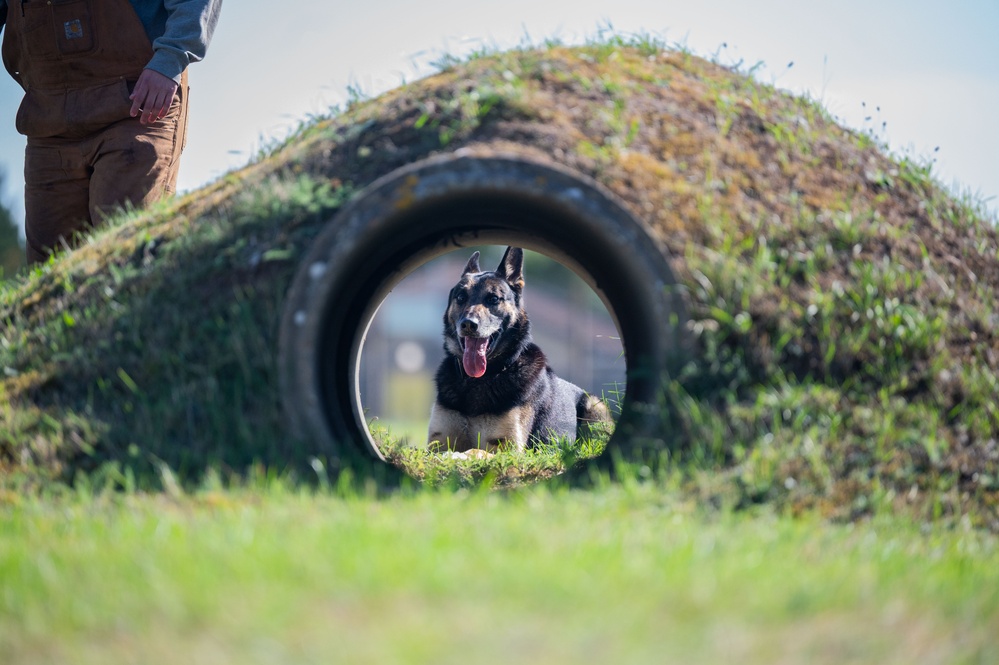 Killer K9s: 100th ARW Military Working Dogs Highlight