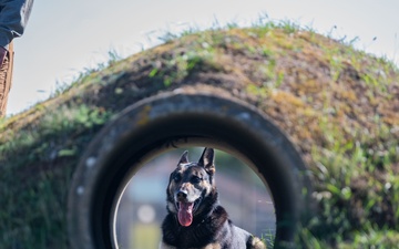 Killer K9s: 100th ARW Military Working Dogs Highlight