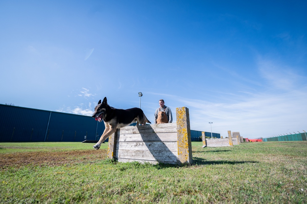 Killer K9s: 100th ARW Military Working Dogs Highlight