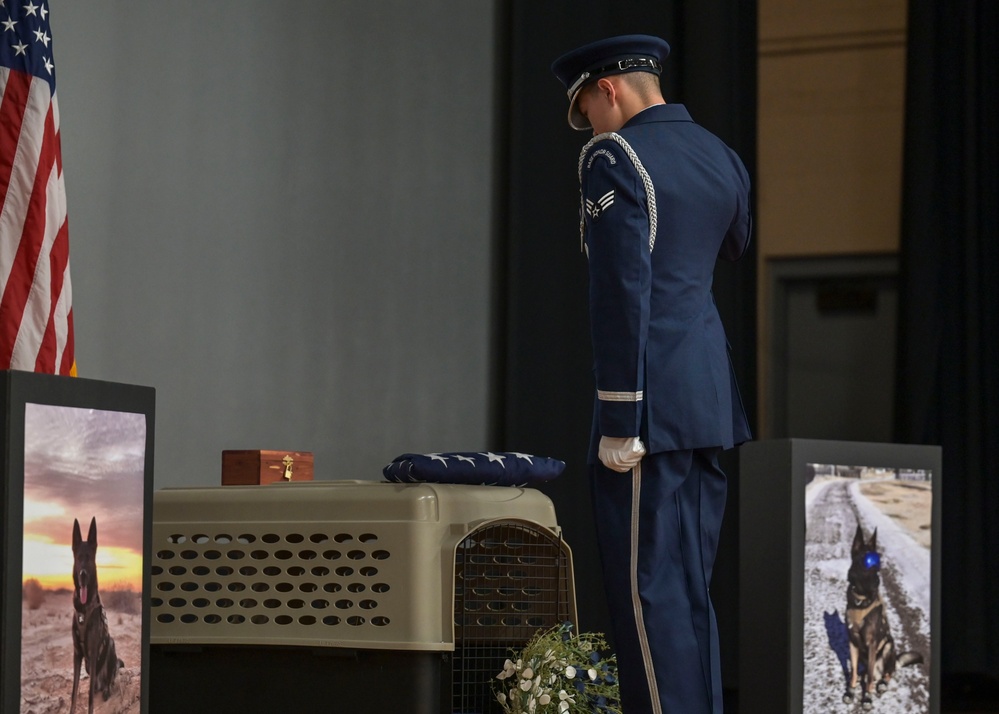 Honoring military working dog Polo
